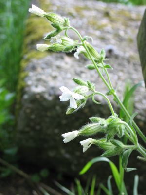 white campion